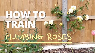 How to Train Climbing Roses  Quick amp Easy Tutorial [upl. by Eednim294]