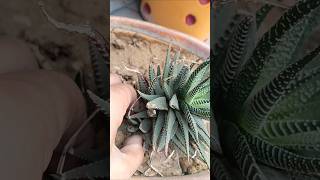 Haworthia  multiplying plant by baby pups garden terracegardens plants gardening [upl. by Daisey]