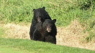 Bears on Golf Course [upl. by Nette75]