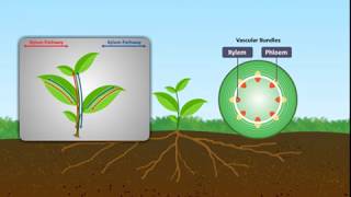 141 Transport in plants  symplast apoplast vaccular pathway  Chapter 14 lec 1 [upl. by Imoyik]