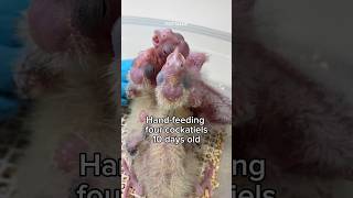 Hand feeding baby cockatiels 10 days old with formula birds [upl. by Sidwell695]