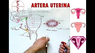 Artera Uterină  Vascularizația Uterului și a Ovarului [upl. by Suicul]