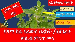 የዳማ ከሴ የፈውስ በረከት ocimum lamifolium [upl. by O'Reilly]