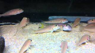 Xenotilapia ochrogenys quotNdole bayquot breeding tank  PISCES [upl. by Anirual]