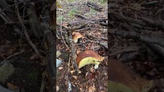 Porcini giganti delle Alpi lombarde ⛰️💥 funghi porcini boletus grzyby mushroom [upl. by Adelric315]