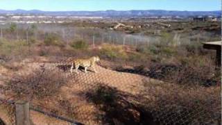 Out of Africa Wildlife Park  Part 3  Feeding Time [upl. by Ghiselin]