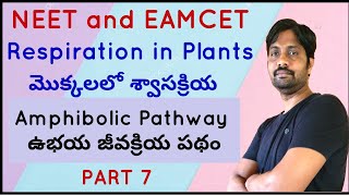 Amphibolic Pathway  ఉభయ జీవక్రియ పథం  Respiration in Plants [upl. by Biamonte]