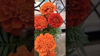 Beautiful flowering in my merigold plants gardening shorts nature shortvideo youtubeshorts [upl. by Bounds]