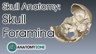 Foramina of the Skull  Skull Anatomy [upl. by Naji]