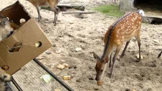 Action im Tierpark  Germendorf beim Leckerlis abfangen [upl. by Iznek]