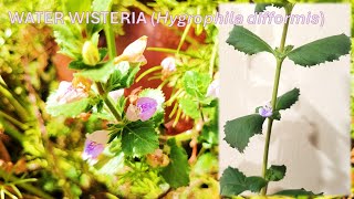 WATER WISTERIA lavender color flower Hygrophila difformis [upl. by Edrei]