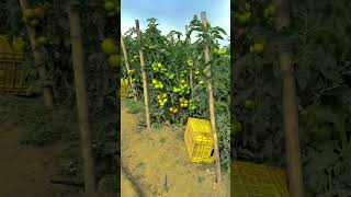 Ultimate Guide to Tomato Farming  From Seed to Harvest [upl. by Nylissej723]