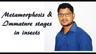 Lecture 16 Metamorphosis amp immature stages in insects [upl. by Ellertnom]