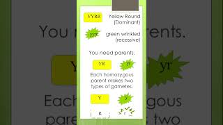 How to explain a Dihybrid Cross  Punnett Square 4 x 4  Concepts of Biology learnwithgs [upl. by Stiegler]