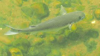 1130907 The flathead grey mullet feeding at WuDo reaches of Keelung River [upl. by Liauqram]