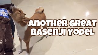 Another Great Basenji Yodel [upl. by Socin656]