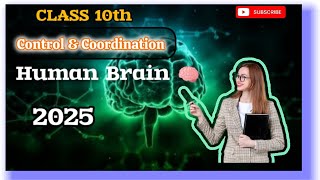 Human Brain  Control and coordination Class 10  Cbse science 2025🔥🔥 [upl. by Okkin]