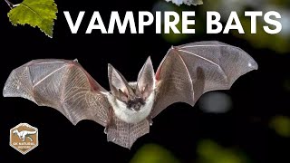 VAMPIRE BATS [upl. by Odawa]