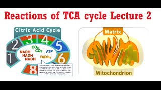 Reactions of TCA Cycle Lecture 2 [upl. by Aznerol972]