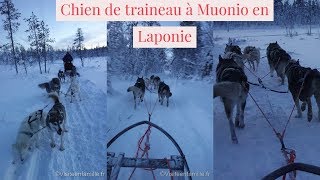 Chien de traineau à Muonio en Laponie [upl. by Rodmann]