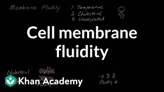 Cell membrane fluidity  Cells  MCAT  Khan Academy [upl. by Marlane233]