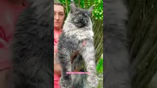 Giant Maine Coon Cats for Sale [upl. by Erdnoed]