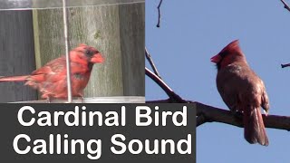 Cardinal Bird Calling Sound [upl. by Eidorb]