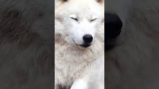 The Arctic Wolf  NATURE Shorts  PBS [upl. by Nage]