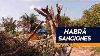 Anuncian sanciones por tala de árboles [upl. by Zared832]