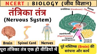 तंत्रिका तंत्र  Nervous system in hindi  human brain structure and function  Biology Study vines [upl. by Nnylyma]