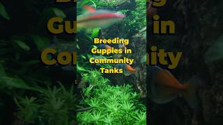 Breeding Guppies in Community Tanks 🐠 shorts guppy [upl. by Airamat170]