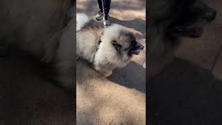 Keeshond dog Please like and subscribe [upl. by Acimot536]