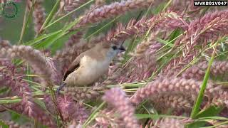 Euodice malabarica  Indian Silverbill  White Throated Munia [upl. by Valda]