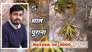 Propagating mother of thousands 🪴 motherofthousands bryophyllum propagation garden [upl. by Nallak]