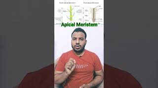 Meristematic Tissues In Plants  Root Apical Meristem  Shoot Apical Meristem ncert biology neet [upl. by Mchail509]