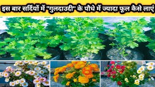 इस बार सर्दियों में गुलदाउदी के पौधे में ज्यादा फूल कैसे लाएं  HOW TO GET MORE FLOWERS IN GULDAUDI [upl. by Emera94]