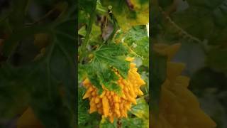 Orange korala Momordica charantiashortvideo [upl. by Votaw]