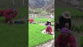 agriculture farming happylife sorts shorts goviral [upl. by Konstanze47]