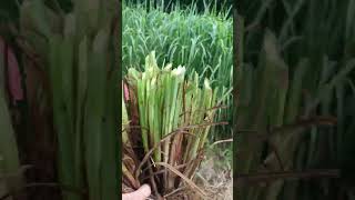 Proses dan cara panen bibit rumput Setaria 🌱🐏🐎🐄🐑🐐 farming rumput pakanternak [upl. by Shem339]