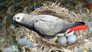 The hatching of a parrot egg African Grey Parrot laying eggs [upl. by Ainotal473]