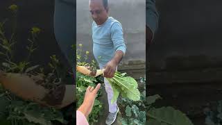 Subscribers Ke Liye Organic Gift minivlogs dailyminivlogs villagelife palfamilyvlogs [upl. by Adihsaar394]