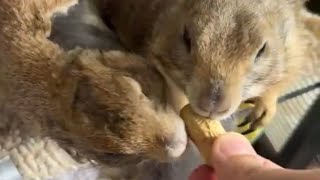 Poppy amp Pax the Prairie Dogs are LIVE 💘 [upl. by Jerroll]