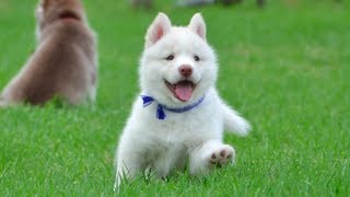 Cutest White Husky Puppy Must Watch [upl. by Anohs130]