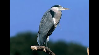 Garza real Ardea cinerea Canto [upl. by Pelmas730]