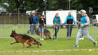 Ronaldo Du Val D’Anzin  German Shepherd Dog show [upl. by Yatnoj]