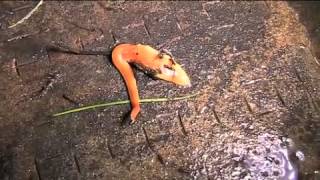 The Australian flatworm Australoplana sanguinea [upl. by Peckham802]