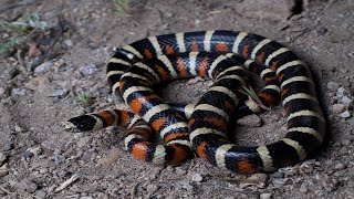 Herping June 2022 Rattlesnakes amp Kingsnakes [upl. by Haceber432]