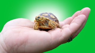 Top 5 Worst PET TORTOISE Species [upl. by Annairdna]