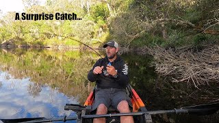 BIG PERCH fishing  River Camping [upl. by Dionis438]