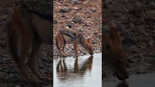 BlackBacked Jackal At Safarihoek wildanimals [upl. by Hooker867]